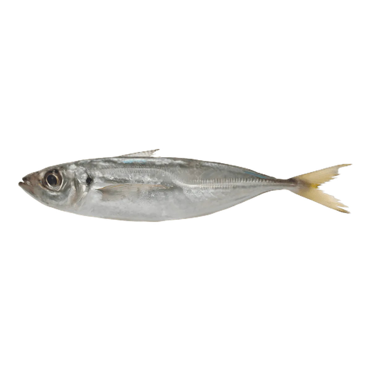 Chinchard entier frais avant fumage, utilisé pour préparer le chinchard entier fumé - POISSON - NKOSI, produit de la mer savoureux.